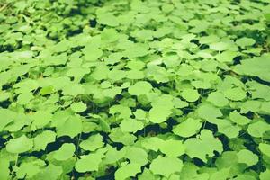 Natural green leaves pattern background dark - Leaf beautiful in the tropical forest plant jungle for wallpaper photo