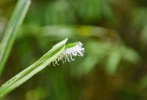 white insect on leaf - Strange insects rare white fur in the forest photo