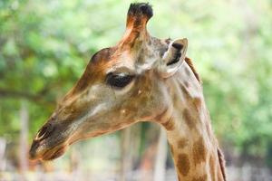 giraffe in front and funny on nature green tree background in the national park photo