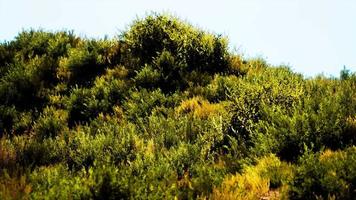 Beach dunes with long grass video