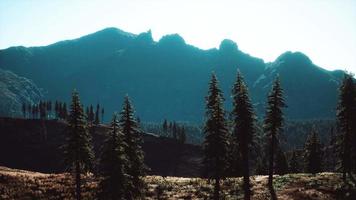 trees on meadow between hillsides with conifer forest video