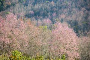 flor de cerezo salvaje del Himalaya, hermosa flor rosa de sakura en el paisaje invernal. foto