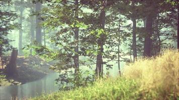 green grass in the forest at sunny summer morning video