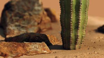 Nahaufnahme des Saguaro-Kaktus im Sand video