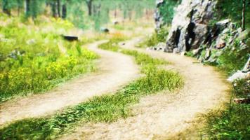 grass field and forest trees video