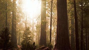 Riesenmammutbäume im Redwood-Wald