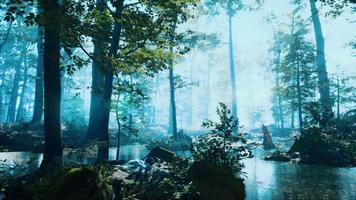 floresta com lagoa e névoa com raios solares video