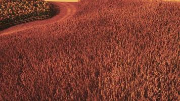 gouden tarweveld bij zonsonderganglandschap video