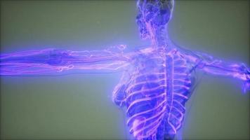 Blood Vessels of Human Body video