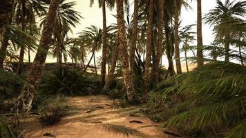 palmbomen in de saharawoestijn video