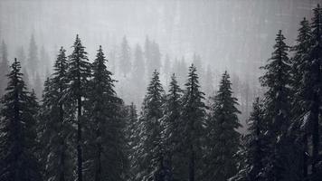 árvores de cone cobertas de neve de inverno na montanha video