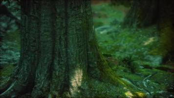 racines d'arbres et soleil dans une forêt verte avec de la mousse video