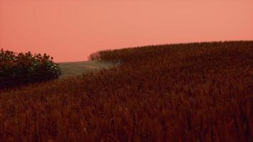 campo de trigo dorado en el paisaje al atardecer video
