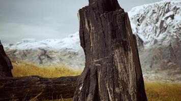 burnt tree logs after forest fire video