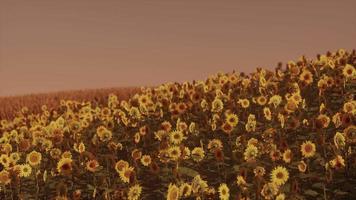 campo de girasoles florecientes en una puesta de sol de fondo video