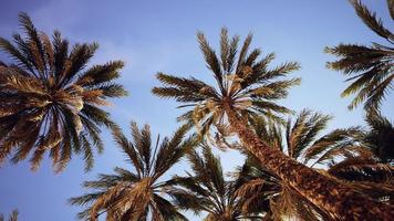 Palm trees at sunset light and sky video