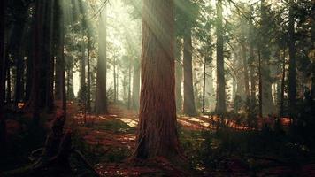 sequoias gigantes no bosque da floresta gigante no parque nacional das sequoias video