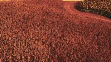 campo de trigo dorado en el paisaje al atardecer video