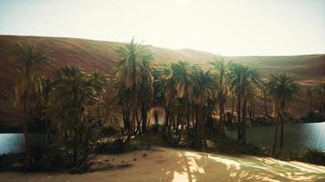 Palmen in den Dünen video