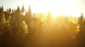 pôr do sol brilhante nas montanhas com floresta video