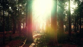 beroemde grote sequoia-bomen staan in sequoia national park video