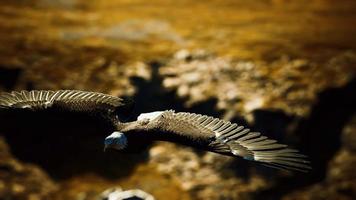 al rallentatore aquila calva americana in volo sopra le montagne dell'alaska video