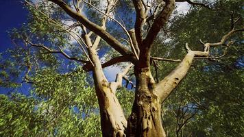 eucalipto no centro vermelho da austrália video