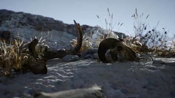 Skull of a dead ram in the desert