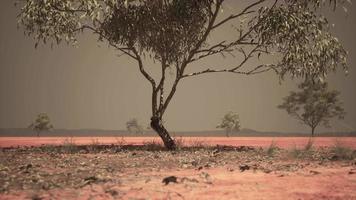 droge Afrikaanse savanne met bomen video