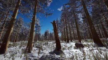 paesaggio invernale con un bosco di conifere tra i raggi del tramonto video