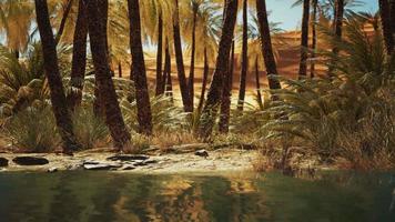groene oase met vijver in saharawoestijn video