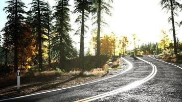 route forestière sous les rayons du soleil couchant video