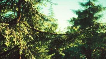 green cone trees in bright sun light video