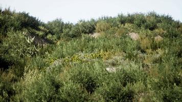 Beach dunes with long grass video