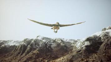 extreme slow motion shot of eagle video