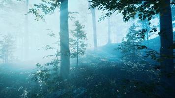 niebla matutina en el bosque profundo video