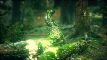 Old trees with lichen and moss in green forest video