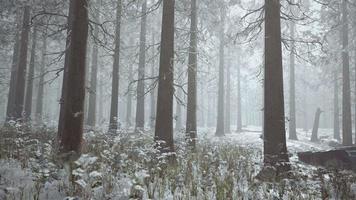 bosque congelado blanco de invierno en la nieve video