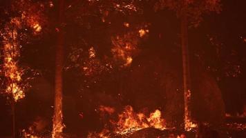 large flames of forest fire at night video