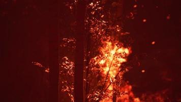 Large flames of forest fire video