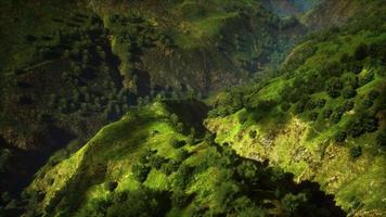 tropisch bos in de ochtend weergave van hoogland maleisië video