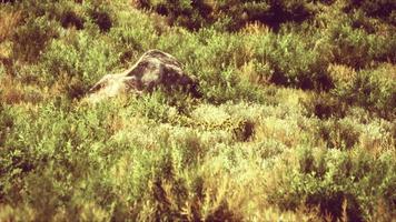 collines verdoyantes avec de l'herbe fraîche et des fleurs sauvages au début de l'été video