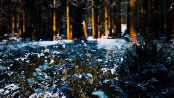 snow covered conifer forest at sunny day video