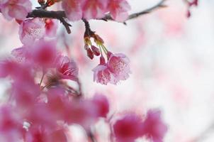 cereza salvaje del Himalaya con luces y bokeh. foto