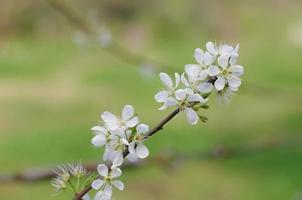 blooming tree branch with white flowers. photo