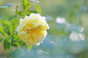 rosa amarilla que florece en el jardín. foto