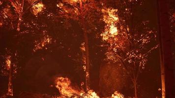 large flames of forest fire at night