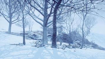 foresta decidua invernale in una mattinata nebbiosa video