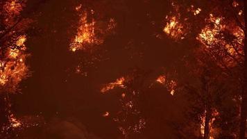 grandes chamas de incêndio florestal à noite video