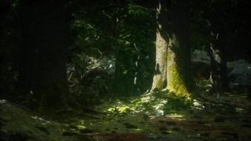 Old trees with lichen and moss in green forest video